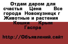 Отдам даром для счастья. › Цена ­ 1 - Все города, Новокузнецк г. Животные и растения » Кошки   . Крым,Гаспра